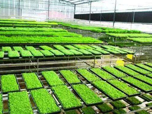 水稻育秧設(shè)備有幾種用法？